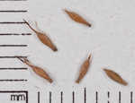 Sharpscale flatsedge